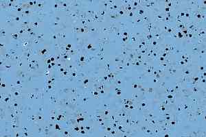 Линолеум Mipolam Elegance El5 0354 Blue фото  | FLOORDEALER